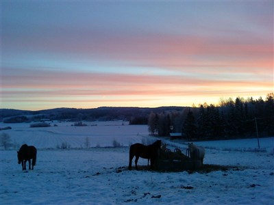 Morgon i "ponnyhagen" den 10 december