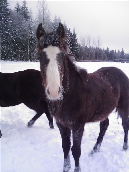 Tretton med rimmad pannlugg